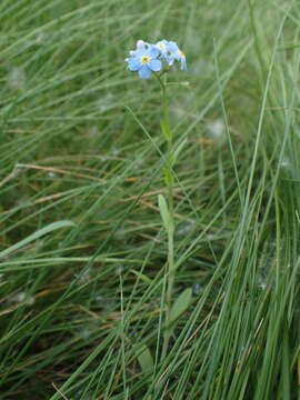 Image of true forget-me-not