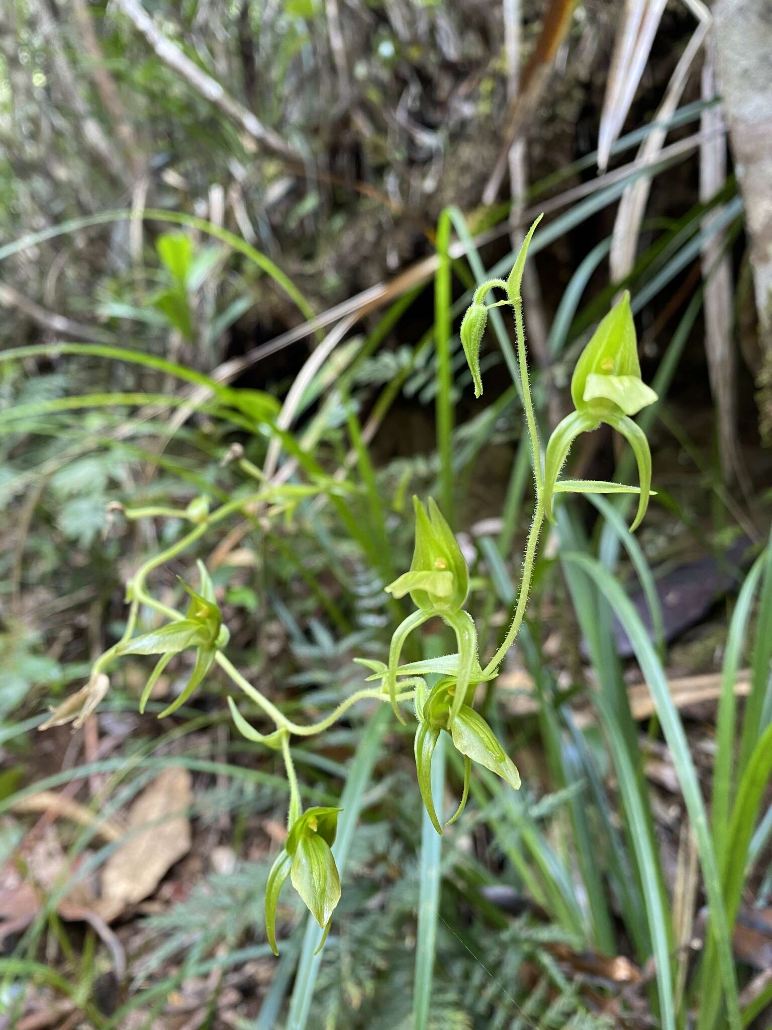 Image of Achlydosa glandulosa (Schltr.) M. A. Clem. & D. L. Jones