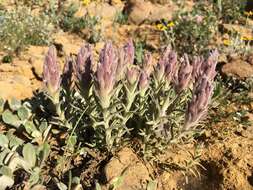 Image of splithair Indian paintbrush