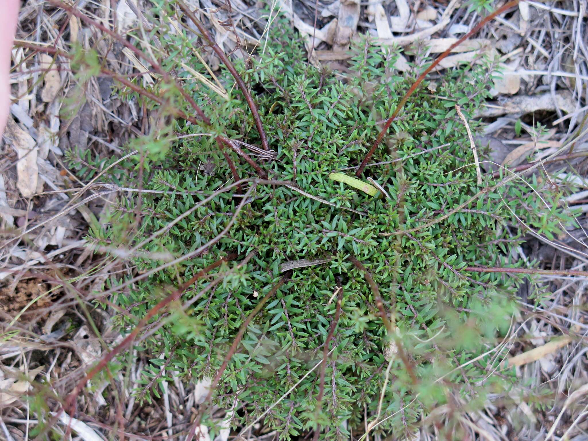 Image of narrowleaf pinweed