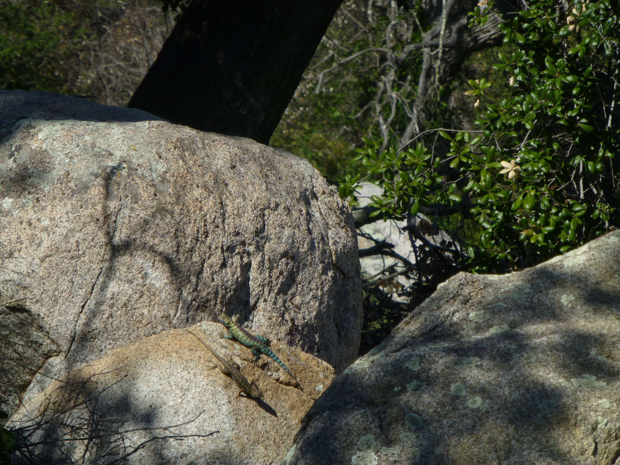 Image of Granite Spiny Lizard