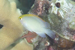 Image of Yellowhead damselfish