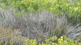 Image of Eastern Cape Dwarf Chameleon