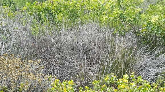 Image of Eastern Cape Dwarf Chameleon