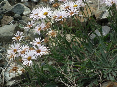 Image of tufted fleabane