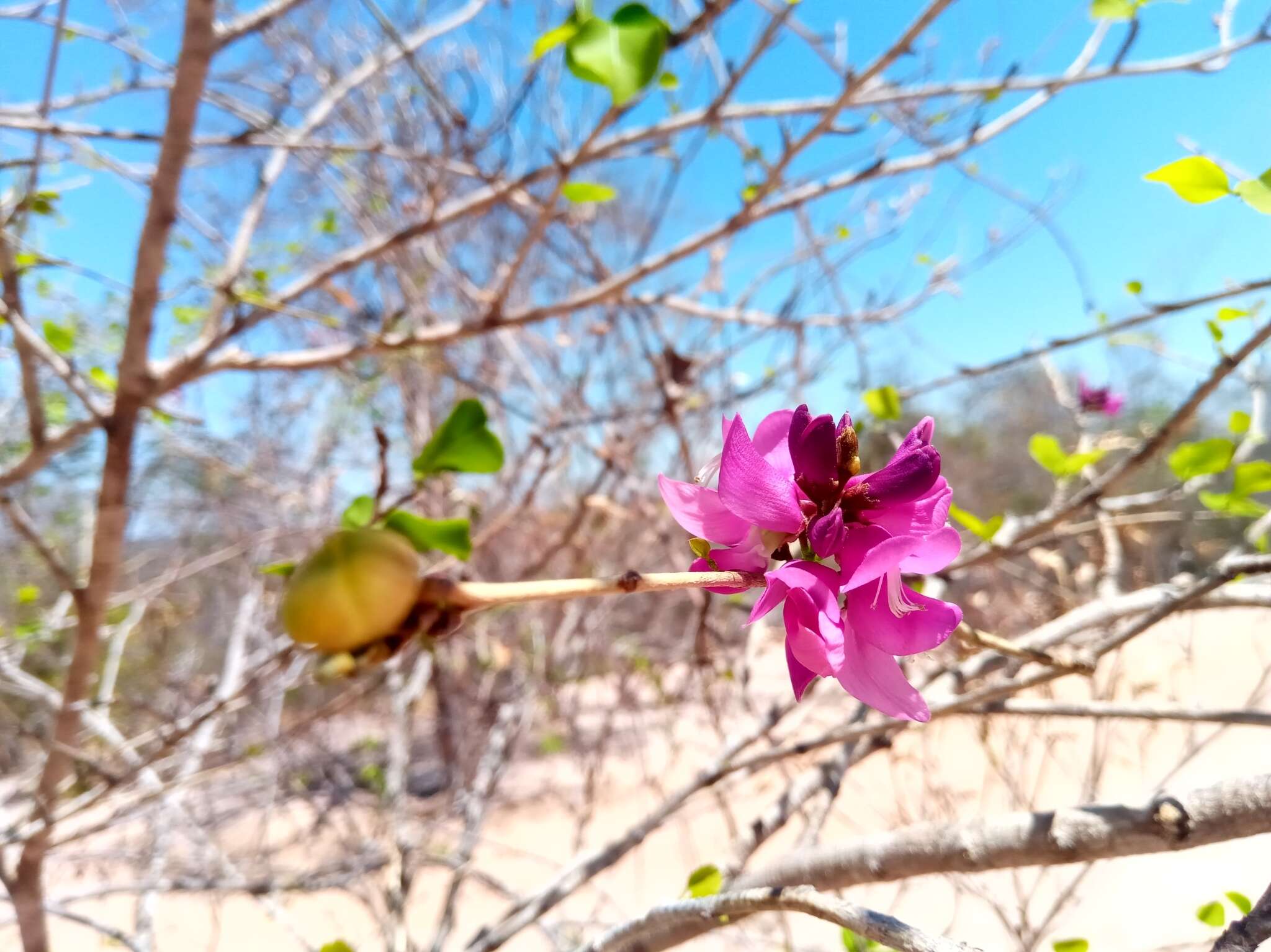 Sivun Vaughania dionaeifolia S. Moore kuva