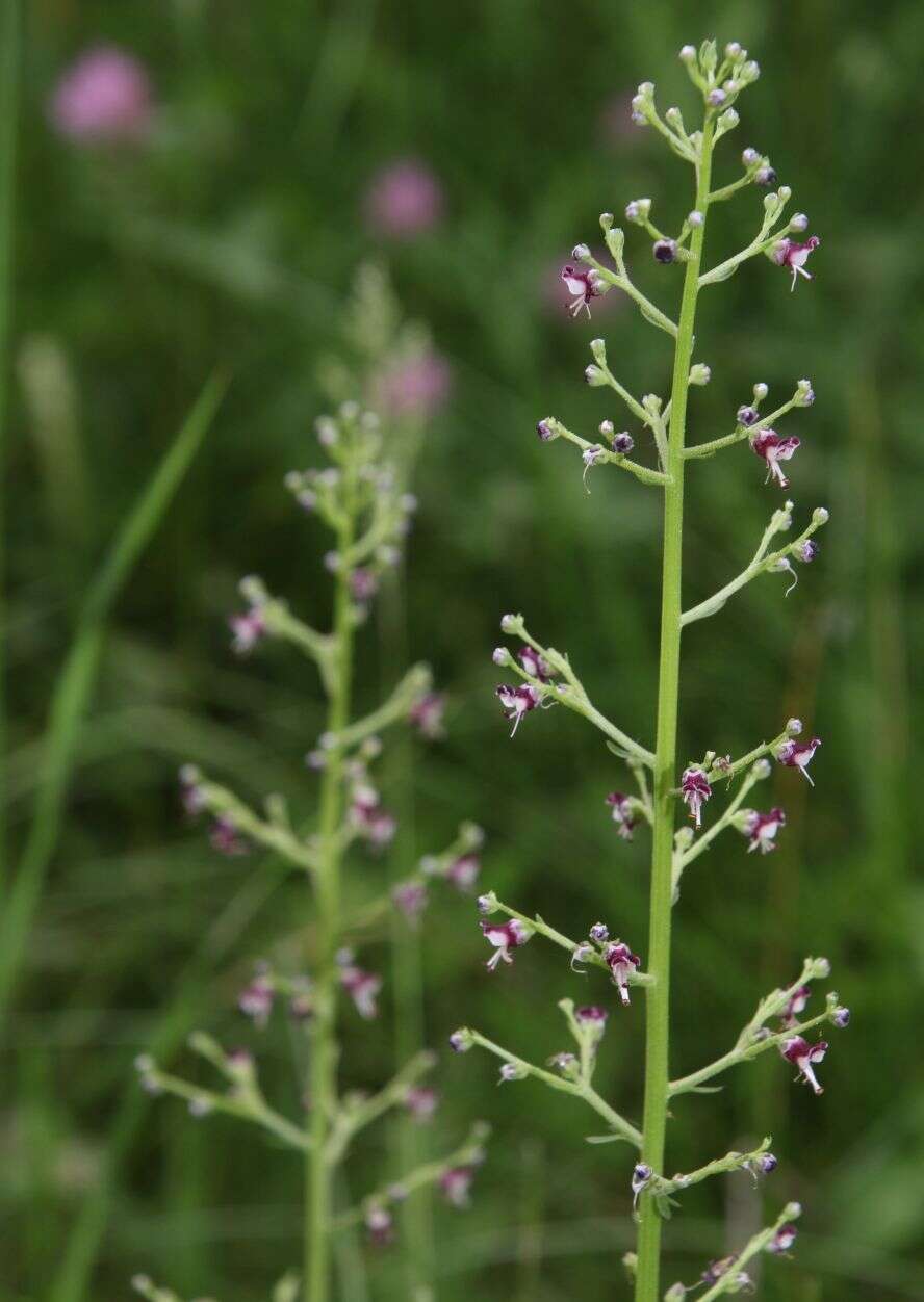 Scrophularia canina L. resmi