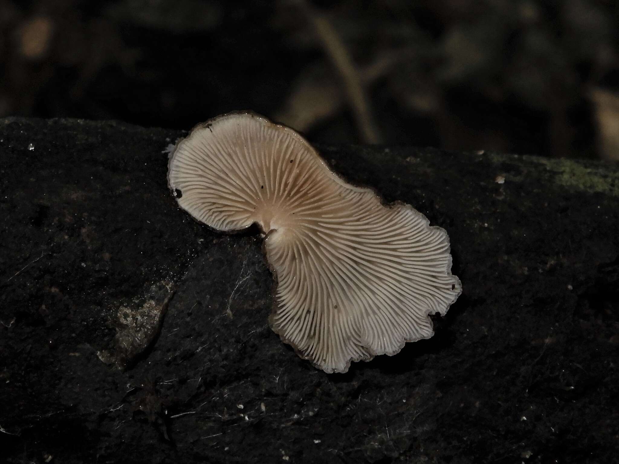 Image of Hohenbuehelia brunnea G. Stev. 1964