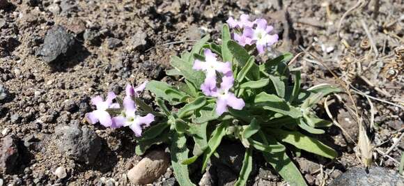 Matthiola fruticulosa (L.) Maire resmi