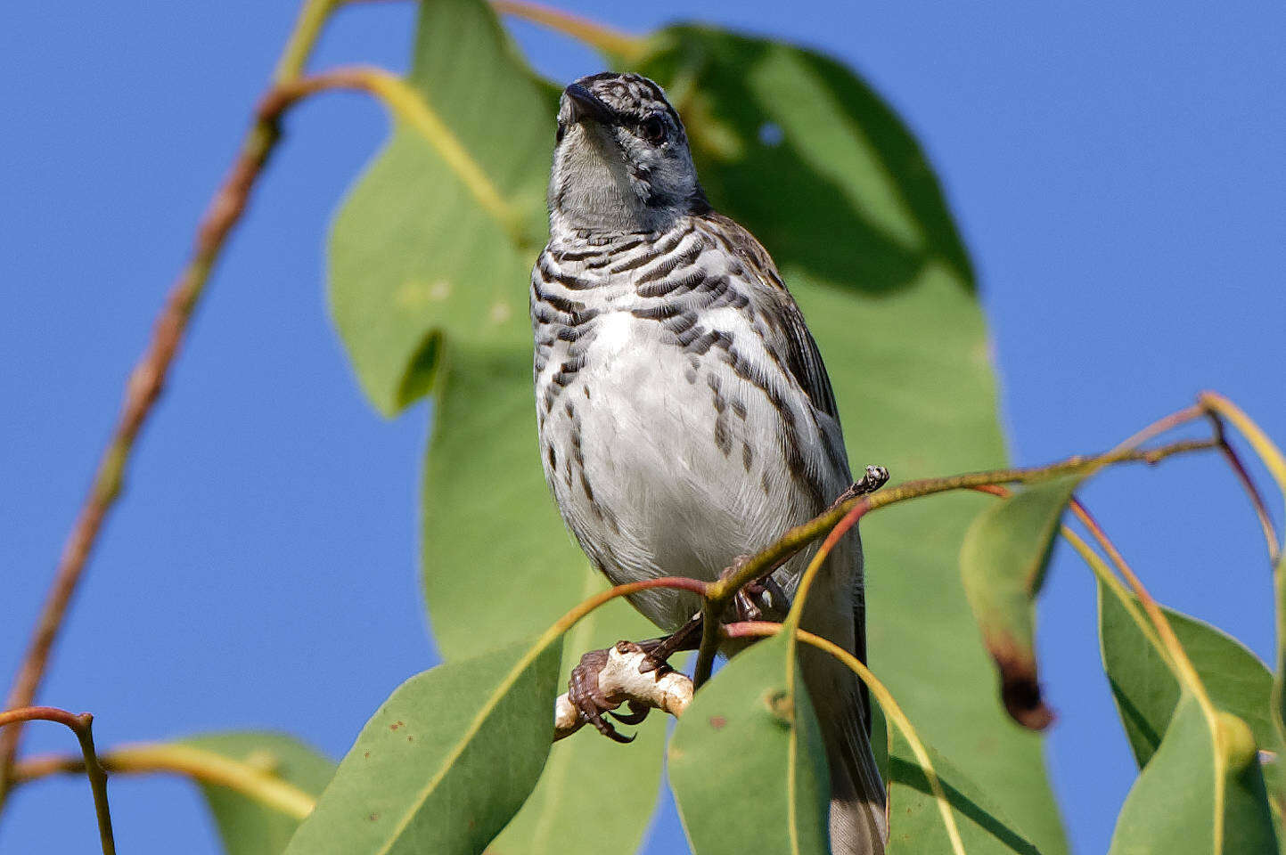 Image of Bar-breasted Honeyeater