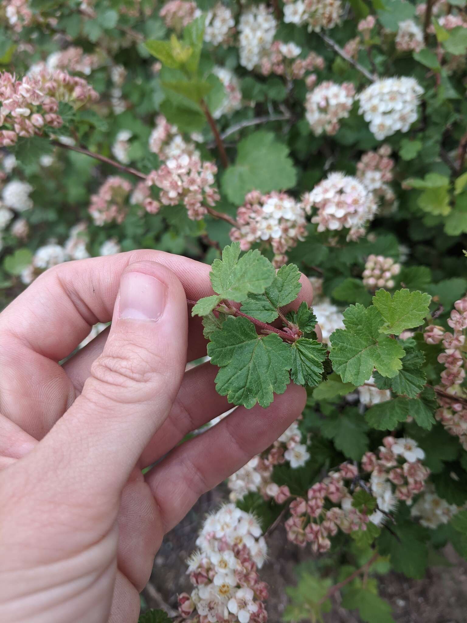 Слика од Physocarpus monogynus (Torr.) Kuntze