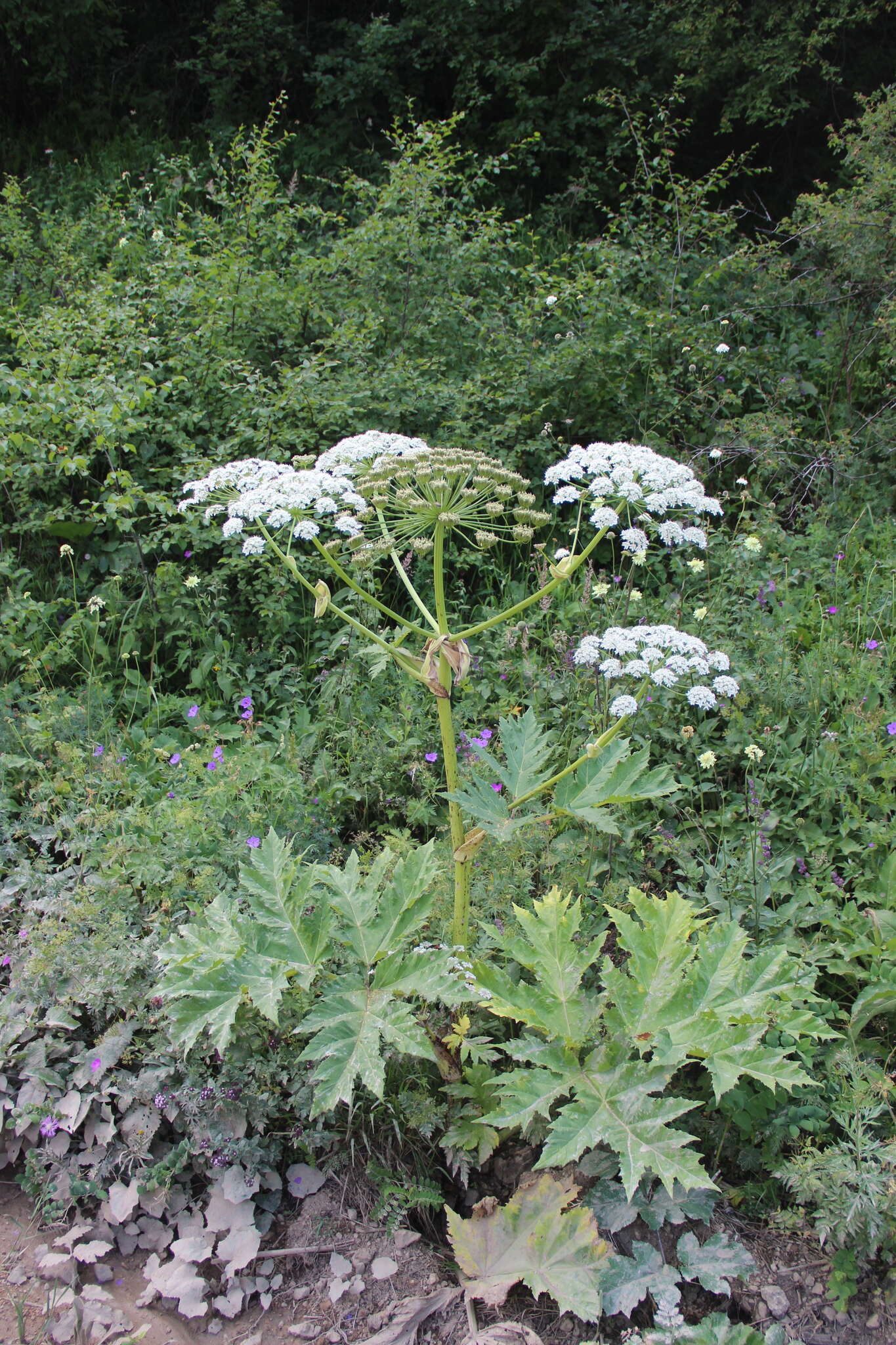 Plancia ëd Heracleum asperum (Hoffm.) Bieb.