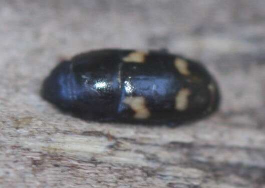 Image of Four-spotted Sap Beetle