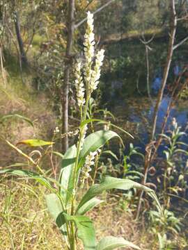 Imagem de Persicaria attenuata (R. Br.) Sojak