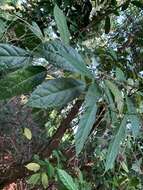 Sivun Clerodendrum laevifolium Blume kuva