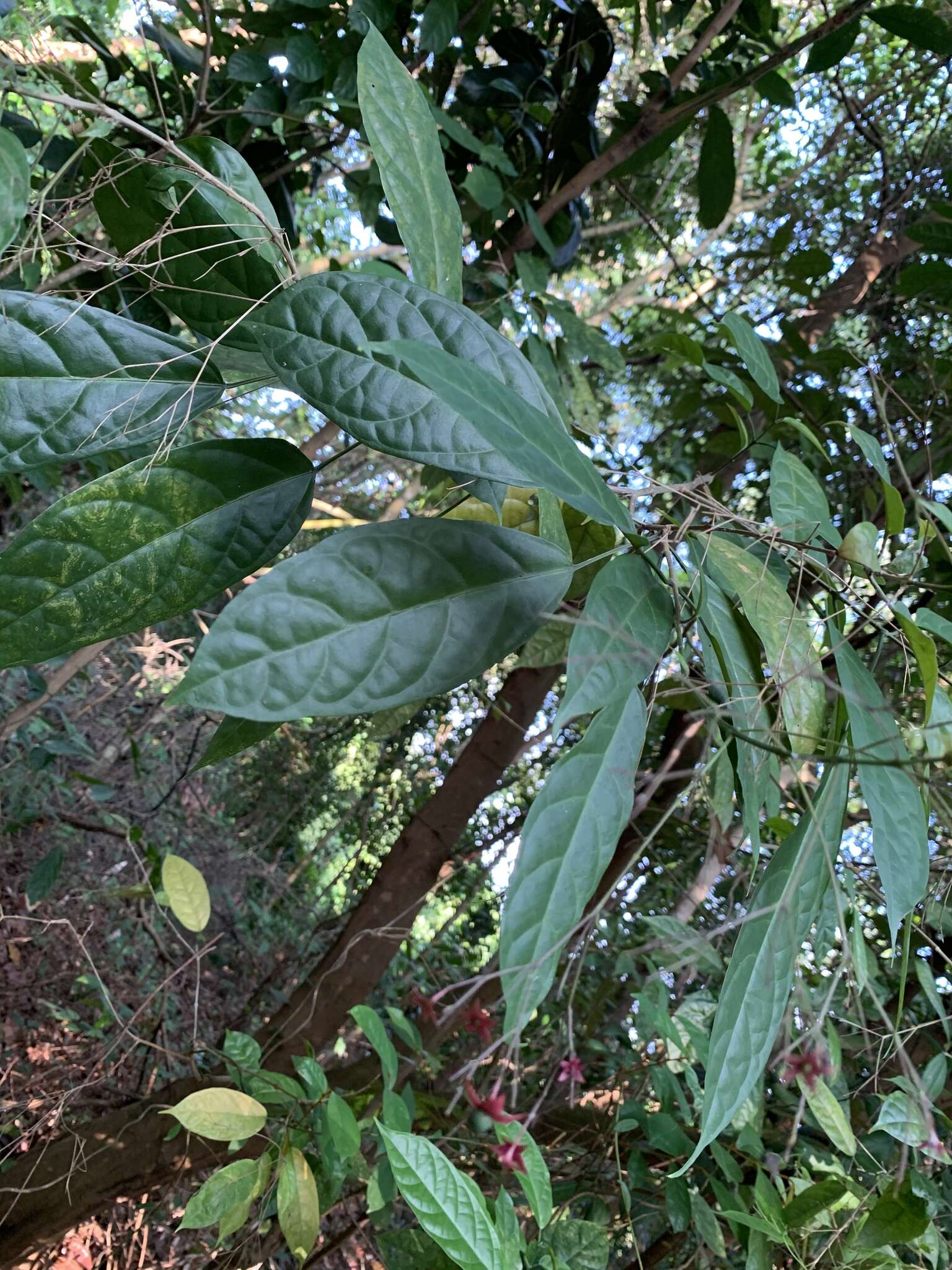 Imagem de Clerodendrum laevifolium Blume