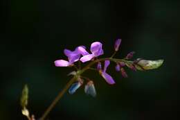 Plancia ëd Desmodium pringlei S. Watson