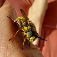 Image of Golden hoverfly