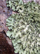 Image of Melliss' parmotrema lichen