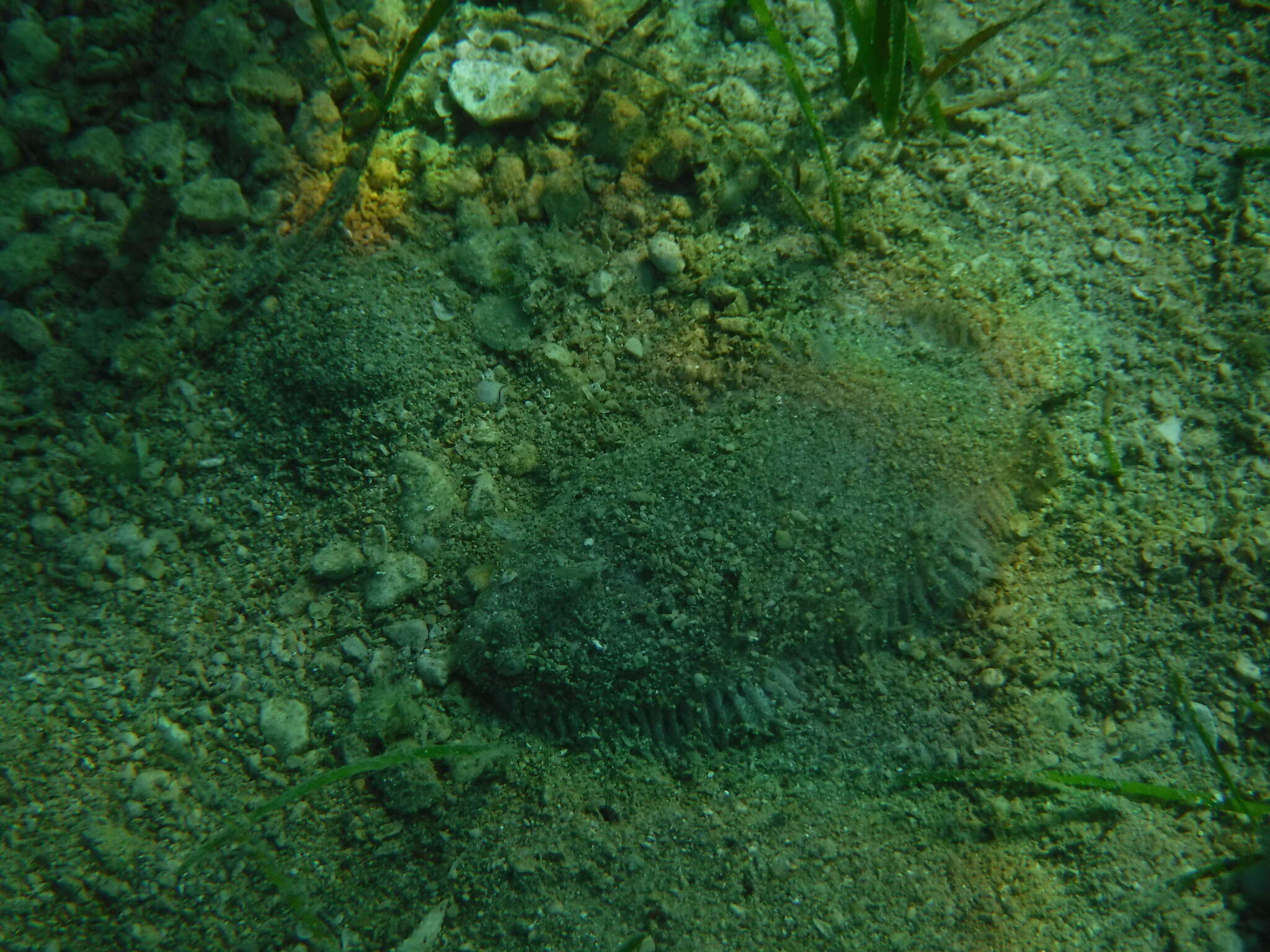 Image of Whiskered sole