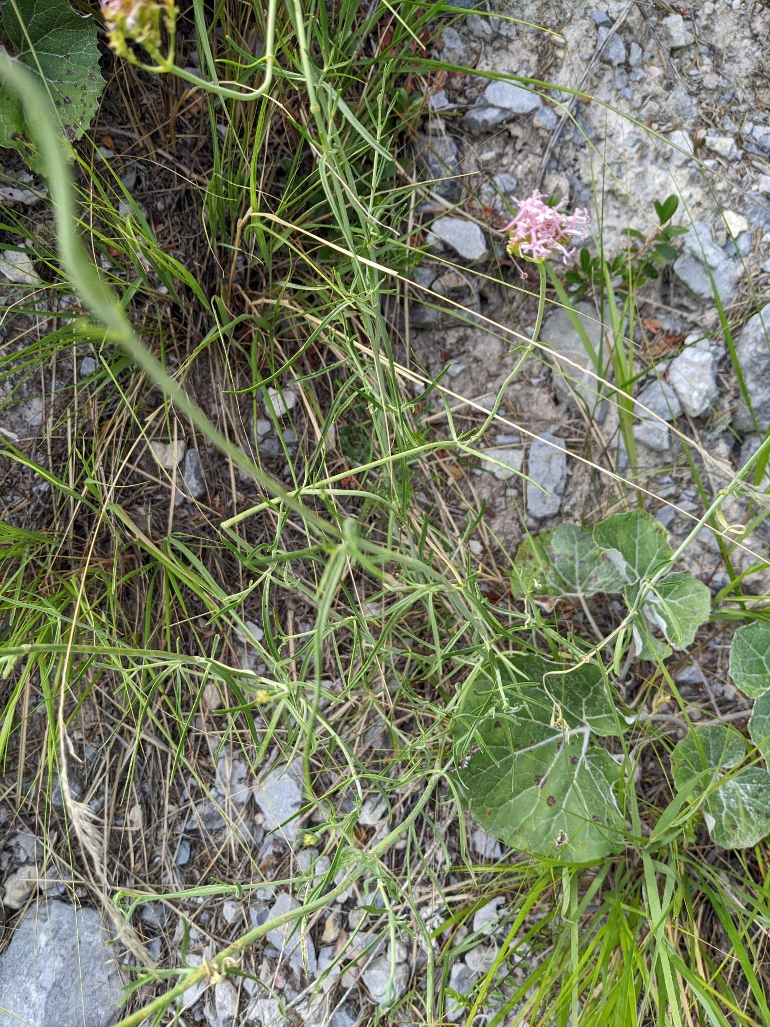 Image of Centranthus angustifolius (Miller) DC.