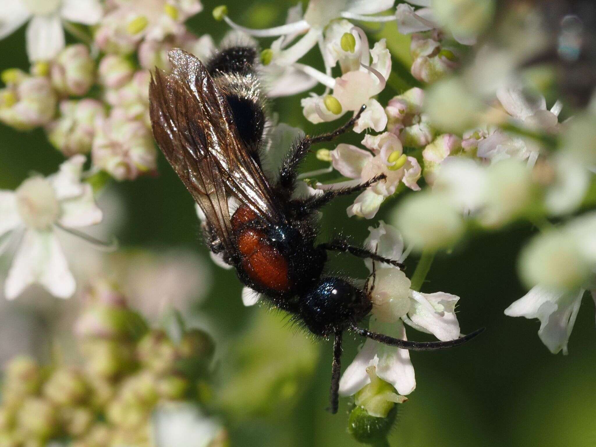 Image de Mutilla europaea Linnaeus 1758