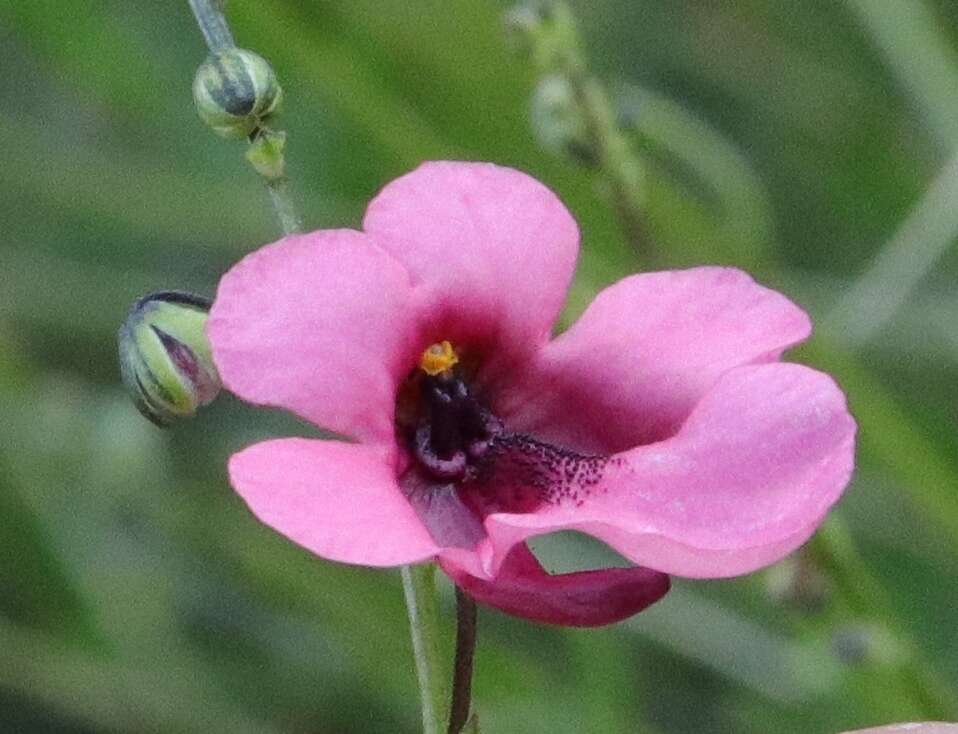 Image of Diascia integerrima E. Mey. ex Benth.