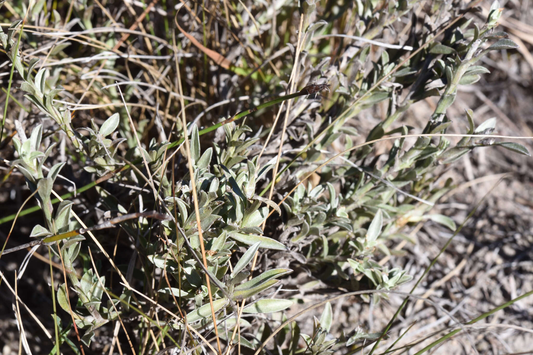 Image of Achyranthemum affine (Less.) N. G. Bergh