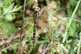 Image of Baltic Hawker