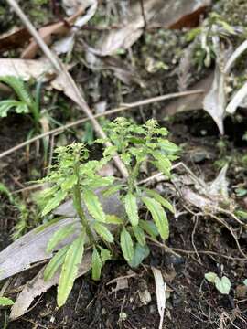 Image of toothed clubmoss