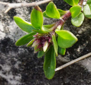 Image of Thymus odoratissimus Mill.