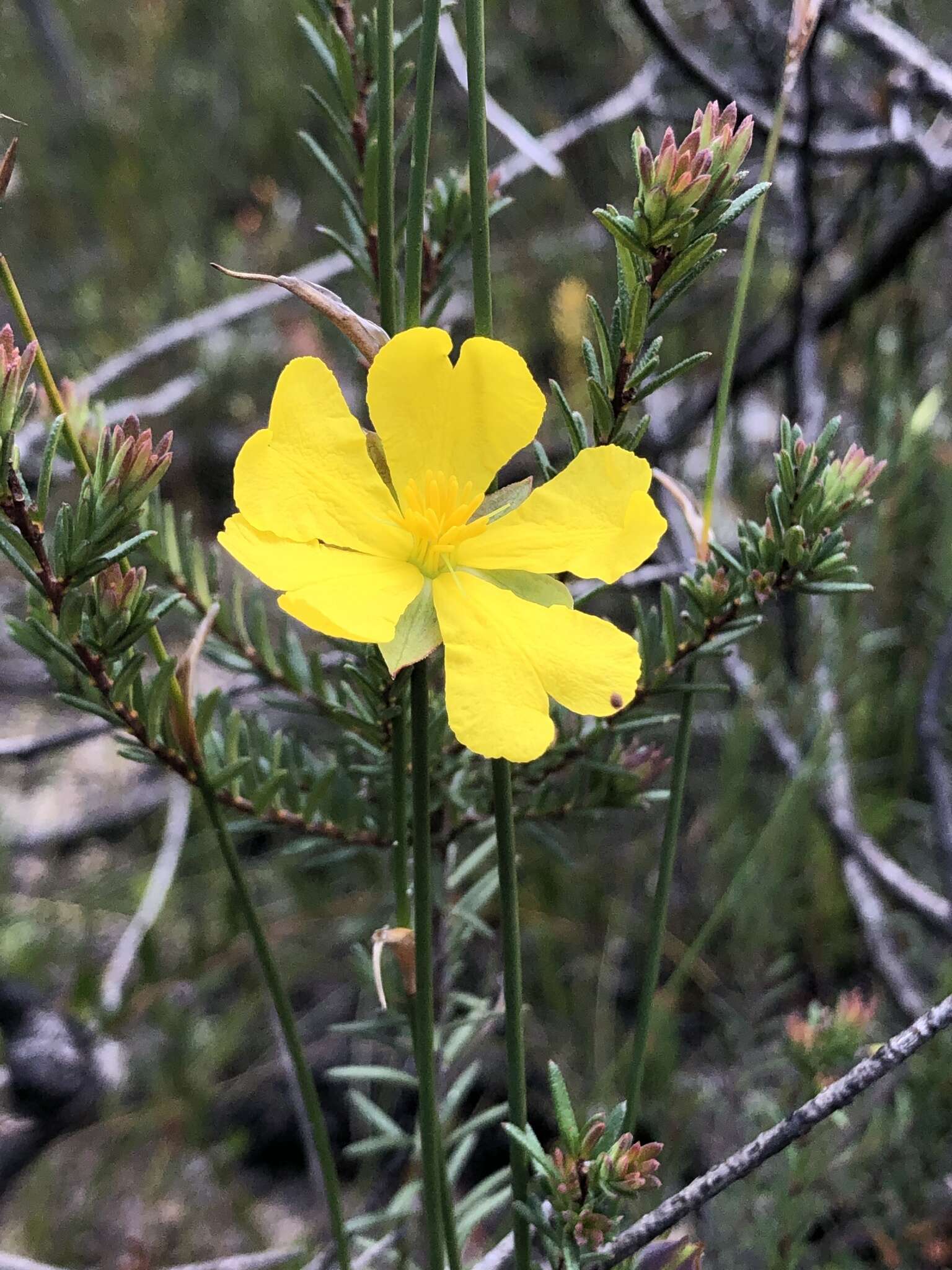 Plancia ëd Hibbertia ericifolia subsp. acutifolia Toelken