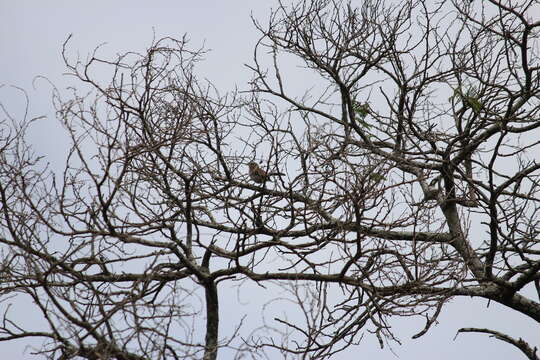 Cercotrichas leucophrys leucophrys (Vieillot 1817)的圖片