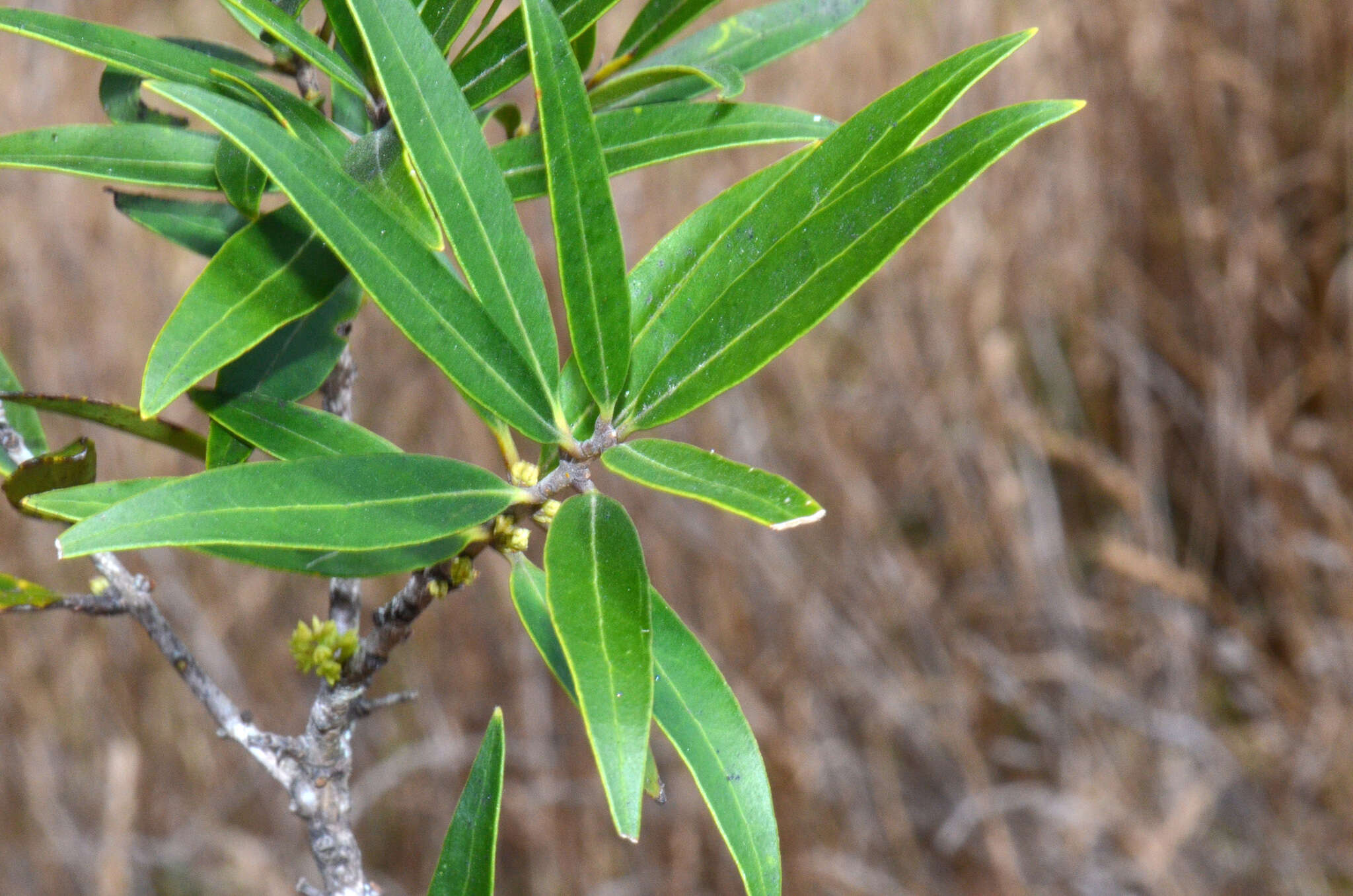 Image of Nestegis lanceolata (Hook. fil.) L. A. S. Johnson