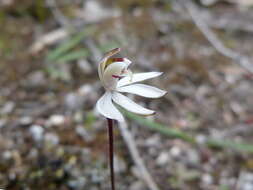 Caladenia fuscata (Rchb. fil.) M. A. Clem. & D. L. Jones的圖片