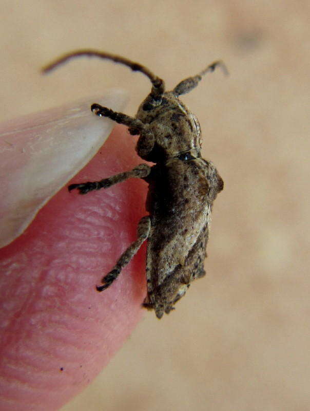 Image of Pterolophia angulata marshalli Breuning 1938