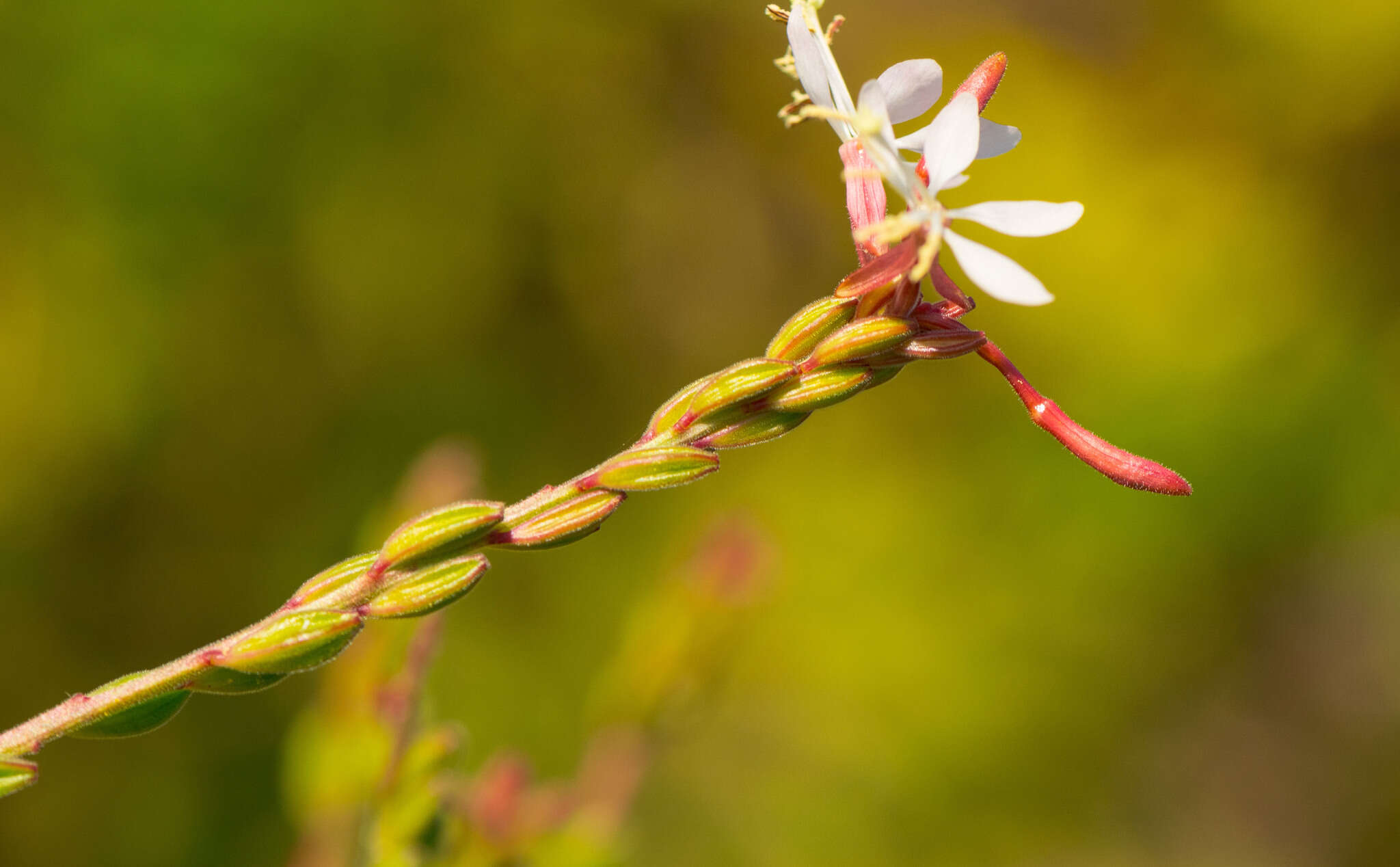 Imagem de Oenothera gaura W. L. Wagner & Hoch