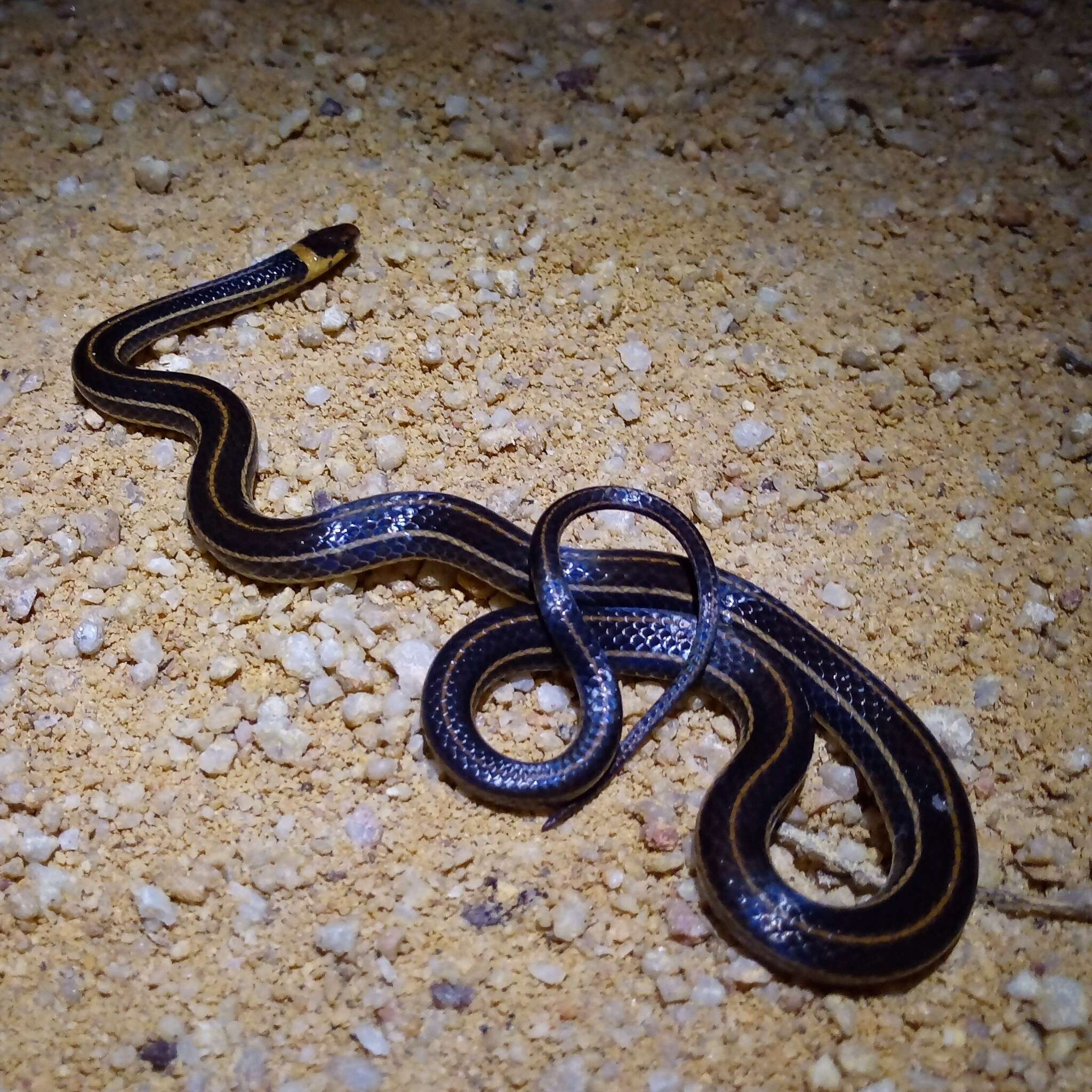Image of Peten Centipede Snake