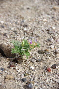 Image of Kennedy's milkvetch