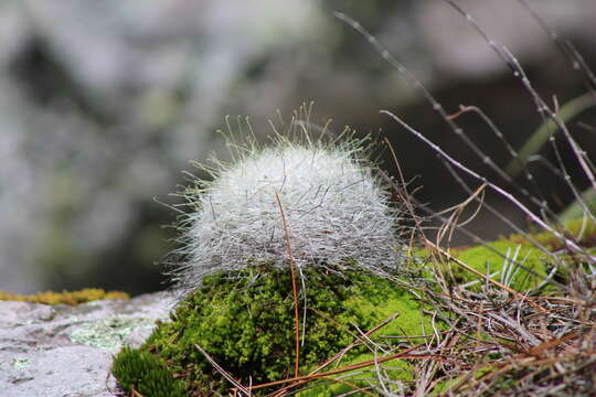 صورة Mammillaria senilis Lodd. ex Salm-Dyck