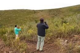 Plancia ëd Protea coronata Lam.