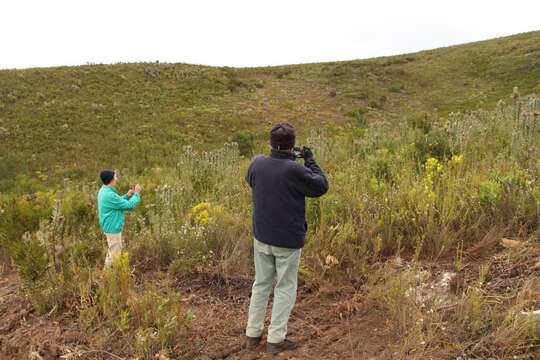 Plancia ëd Protea coronata Lam.