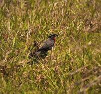 Image of White-browed Blackbird