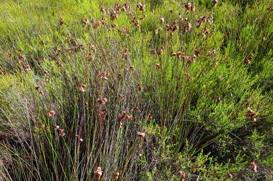 Image of Staberoha cernua (L. fil.) T. Durand & Schinz