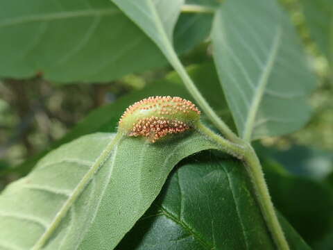 Puccinia sparganioidis Ellis & Barthol. 1896的圖片