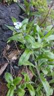 Image de Myosotis latifolia Poir.