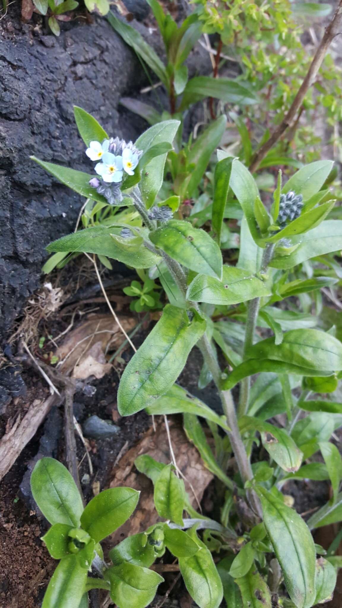 Image de Myosotis latifolia Poir.