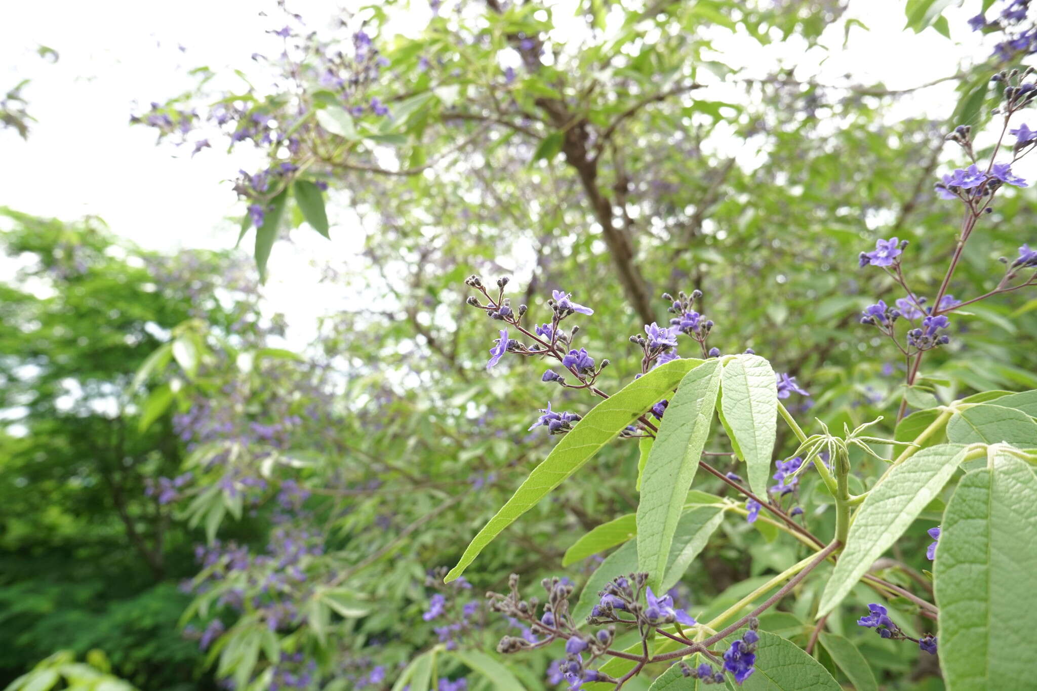 Image de Vitex pyramidata B. L. Rob.