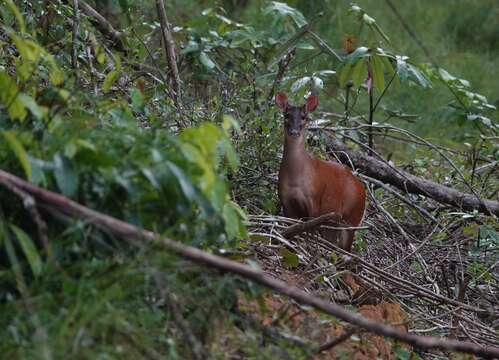 Image of South American Red Brocket