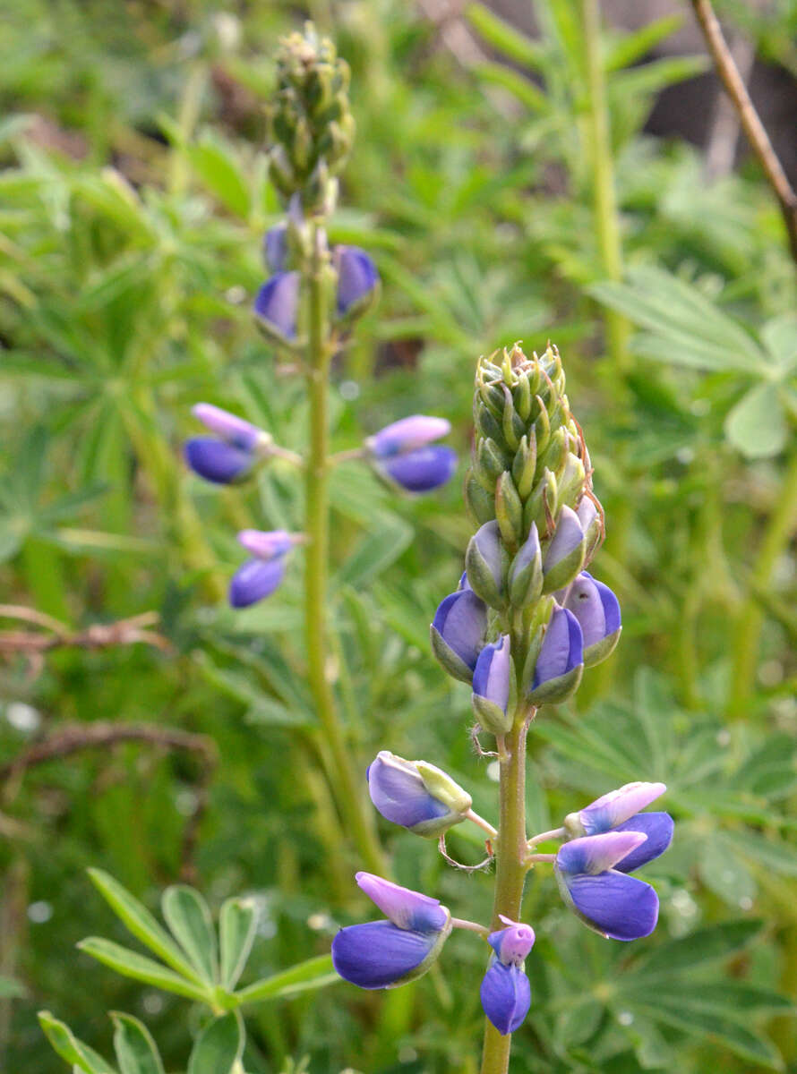 Image of broadleaf lupine